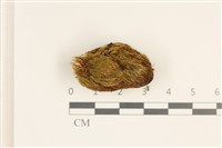 北地曲柄蘚藏品圖，第1張