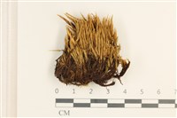 節莖曲柄蘚藏品圖，第1張