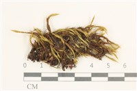 節莖曲柄蘚藏品圖，第1張