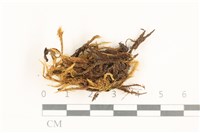 登錄號:B00001310藏品圖，第1張