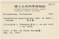 狗芽蘚藏品圖，第2張