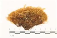 狗芽蘚藏品圖，第1張