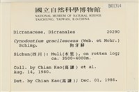 狗芽蘚藏品圖，第2張