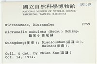 偏葉小曲尾蘚藏品圖，第2張