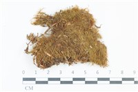 青毛苔藏品圖，第1張