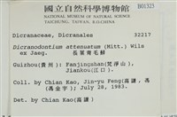 長葉青毛蘚藏品圖，第2張
