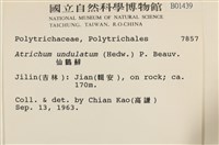 仙鶴蘚藏品圖，第2張