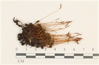 仙鶴蘚藏品圖，第1張