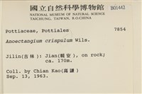 卷葉叢本蘚藏品圖，第2張