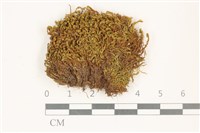 索氏叢本蘚藏品圖，第1張