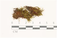 索氏叢本蘚藏品圖，第1張