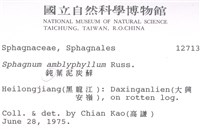 鈍葉泥炭蘚藏品圖，第2張