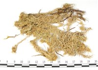 鈍葉泥炭蘚藏品圖，第3張