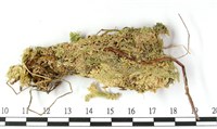 鈍葉泥炭蘚藏品圖，第3張