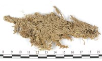 截葉泥炭蘚藏品圖，第3張