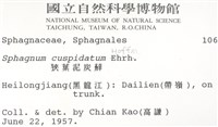 狹葉泥炭蘚藏品圖，第2張