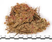 狹葉泥炭蘚藏品圖，第3張