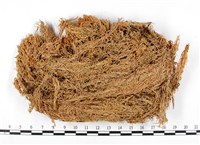 白齒泥炭蘚藏品圖，第3張