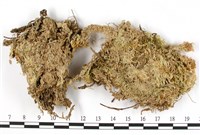 泛地泥炭蘚藏品圖，第1張