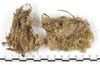 泛地泥炭蘚藏品圖，第3張
