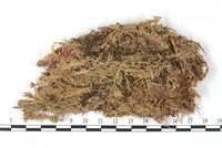 尖葉泥炭蘚藏品圖，第3張
