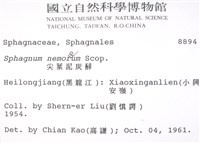 尖葉泥炭蘚藏品圖，第2張