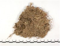 尖葉泥炭蘚藏品圖，第3張
