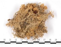 擬禿枝泥炭蘚藏品圖，第3張