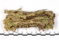稀孔泥炭蘚藏品圖，第3張