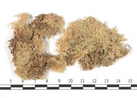 擬大泥炭蘚藏品圖，第3張