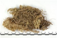 偏葉泥炭蘚藏品圖，第3張