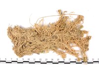 細葉泥炭蘚藏品圖，第3張