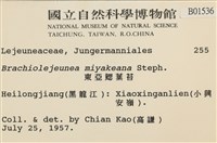 東亞鰓葉苔藏品圖，第2張