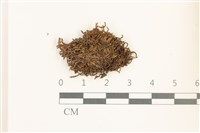 鰓葉苔藏品圖，第1張