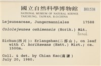 白邊疣鱗苔藏品圖，第2張