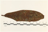 白邊疣鱗苔藏品圖，第1張