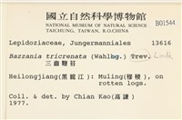 三齒鞭苔藏品圖，第2張