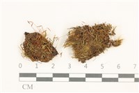 三齒鞭苔藏品圖，第1張