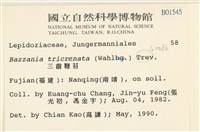 三齒鞭苔藏品圖，第2張