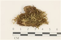 三齒鞭苔藏品圖，第1張