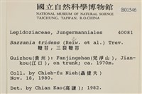 鞭苔,三裂鞭苔藏品圖，第2張