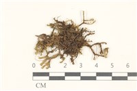 鞭苔,三裂鞭苔藏品圖，第1張