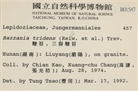 鞭苔,三裂鞭苔藏品圖，第2張