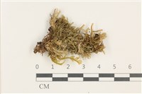鞭苔,三裂鞭苔藏品圖，第1張