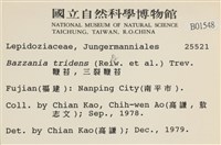 鞭苔,三裂鞭苔藏品圖，第2張