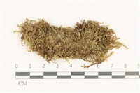 鞭苔,三裂鞭苔藏品圖，第1張