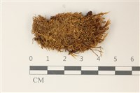 小挺葉苔藏品圖，第1張
