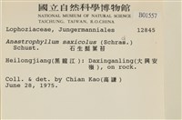 石生挺葉苔藏品圖，第2張