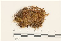 細裂瓣苔藏品圖，第1張