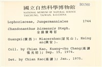 全緣廣萼苔藏品圖，第2張